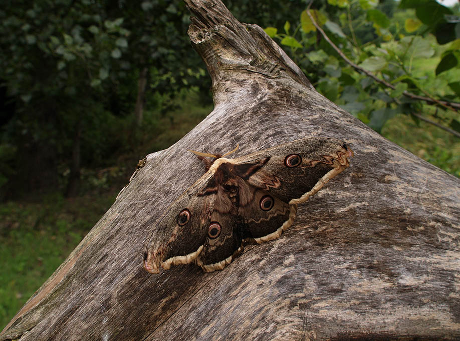 Pavonia maggiore (Saturnia pyri)